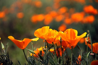 Orange poppies growing in southern California can cause seasonal allergy symptoms